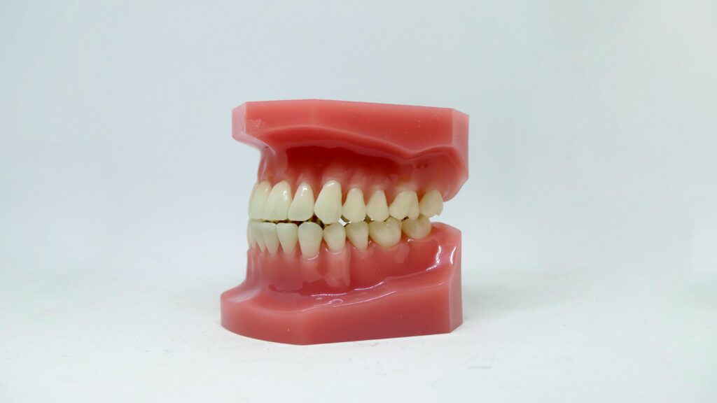 A dental model showcasing human teeth used for orthodontic purposes on a white background.